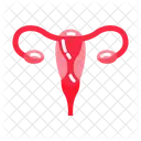 Ovarios Ovarios Humanos Sistema Reproductor Femenino Icono
