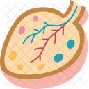 Ovary Structure Egg Icon