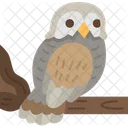 Owl Bird Witch Icon