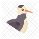 Oyestercatcher  Icon
