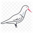 Oystercatcher Bird Fly Icon