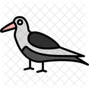 Oystercatcher Flying Animal Icon