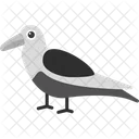 Oystercatcher Flying Animal Icon