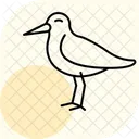 Oystercatcher Bird Beach Icon
