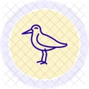 Oystercatcher Bird Beach Icon