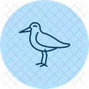 Oystercatcher Bird Beach Icon