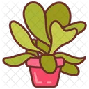 Paddle Plant Flapjack Plant Desert Plant Icon