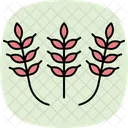 Paddy Patterns Icon
