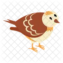 Accion De Gracias Petirrojo Pajaro Icono