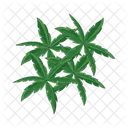 Palm leaf  Icon