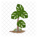 Palm Tree Icon