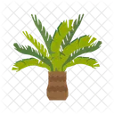 Palmera  Icono