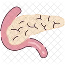 Pancreas Organo Organos Humanos Icono