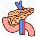 Pancreas Enzimas Digestivas Parte Digestiva Ícone