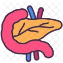 Pancreas Digestive System Internal Icon