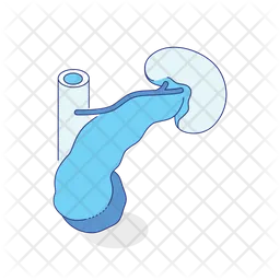 Pancreas  Icon