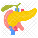 Pancreas Digestive System Endocrine System Icon