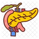 Pancreas Digestive System Endocrine System Icon