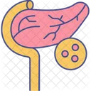 Pancreas Organ Anatomy Icon