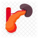 Pancreas  Icon