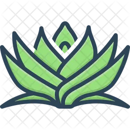 Pandanus  Icon