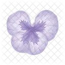 Pansy Icon