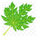 Leaf Ash Leaf Beech Leaf Icon