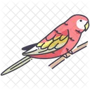 Parakeet Bourke Wildlife Icon