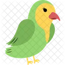 Parakeet  Icon