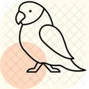 Parakeet Pet Bird Icon