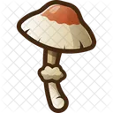 Mushroom Fungi Fungus Icon