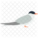 Pardal Animal Selvagem Ícone
