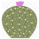 Parodia Cactus Succulent Icon