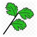 Chinese Parsley Cilantro Leaf Icon
