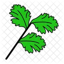 Chinese Parsley Cilantro Leaf 아이콘