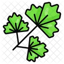 Parsley Coriander Leafy Icon