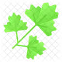 Parsley Coriander Leafy Icon