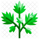 Parsley Parsley Leaf Vegetable Icon