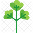 Parsley Herb  Icon