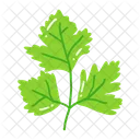 Leaf Ash Leaf Beech Leaf Icon