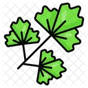 Parsley Coriander Leafy 아이콘