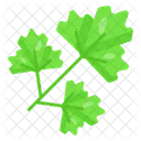 Parsley Coriander Leafy 아이콘
