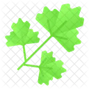 Parsley Coriander Leafy 아이콘