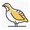 Partridge Bird Wildlife Icon