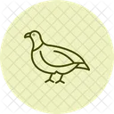 Partridge Bird Game Icon