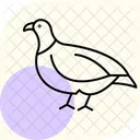 Partridge Bird Game Icon