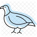 Partridge Bird Game Icon