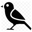 Passaro Pardal Myna Icon
