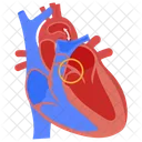 Patent Ductus Arteriosus Ductus Arteriosus Cardiac Shunt Icon