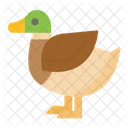 Pato  Icono